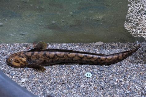 🚩 Бельдюга: фото рыбы, подробное описание, польза и вред продукта