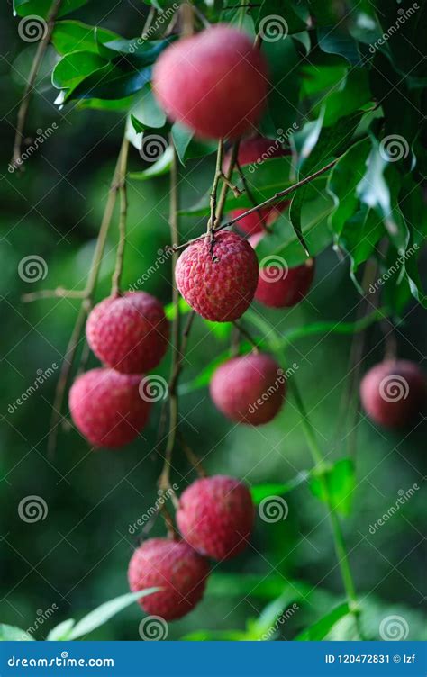 Lychee Tropical Fruits Stock Image Image Of Healthy 120472831