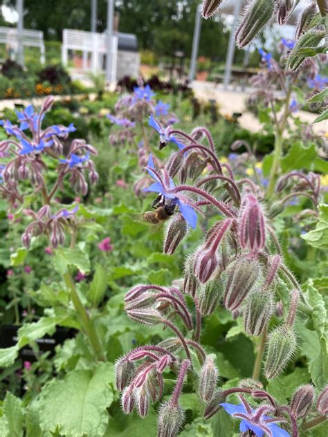 Plant Profile: Borage | Assiniboine Park Conservancy