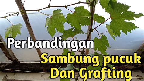 Perbandingan Sambung Pucuk Dan Grafting Anggur Youtube