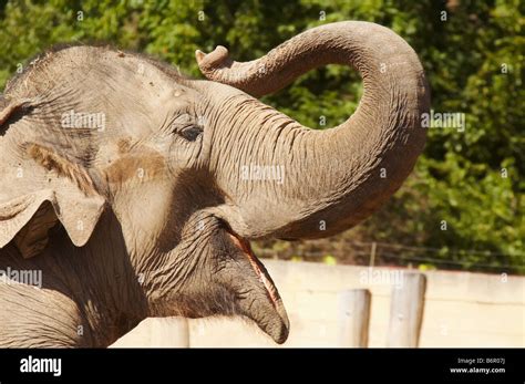 Indian Elephant Head Trunk Up