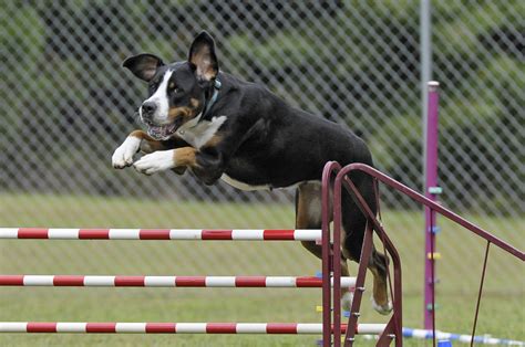 Dog Training Equipment Agility – 4 Important Aspects To Consider ...