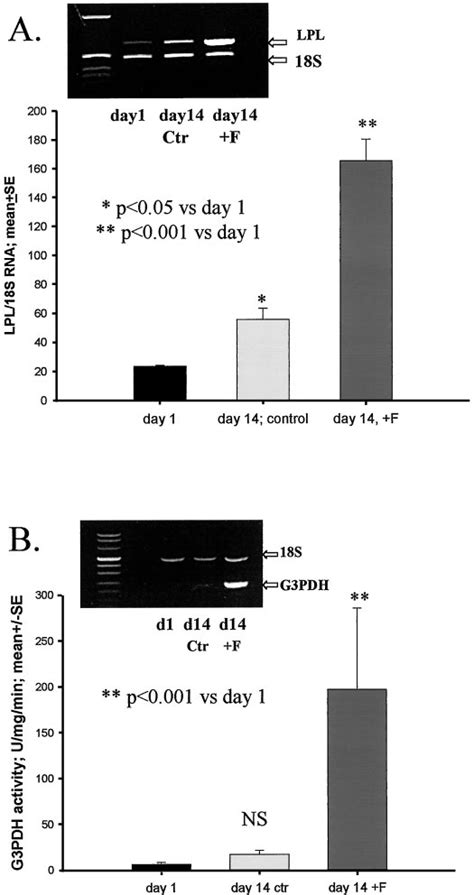 Lpl Mrna Levels A Early Differentiation Marker And G Pdh Activity