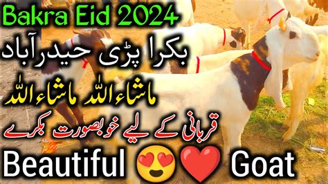 Bakra Eid 2024 Ka Lay Bakray Bakra Mandi Hyderabad Bypass YouTube