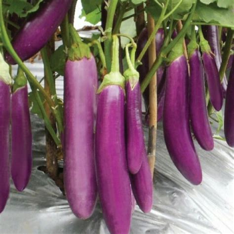 What Are The Benefits Of Purple Eggplant