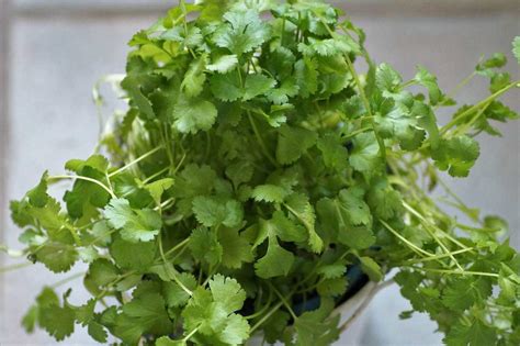 Growing Cilantro Indoors Coriander Dhaniya From Seed Gardening Tips