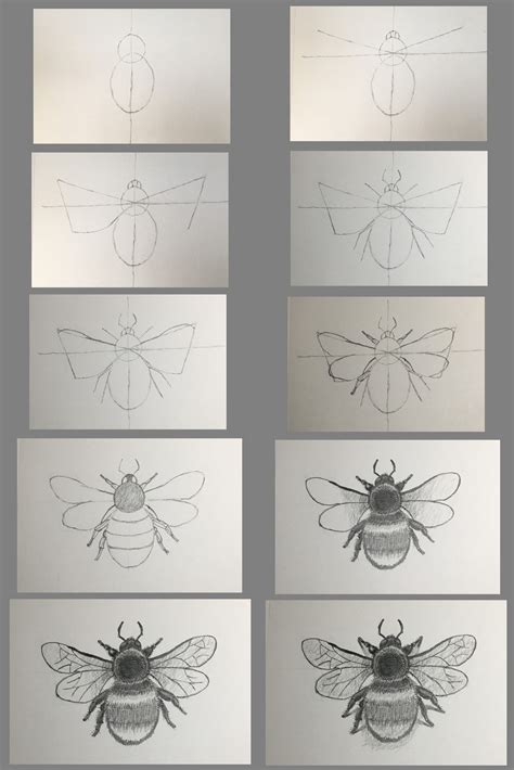 How To Draw A Realistic Bumble Bee Step By Step At Drawing Tutorials