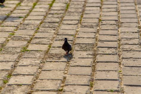 Pigeon Camouflage Stock Photos, Pictures & Royalty-Free Images - iStock