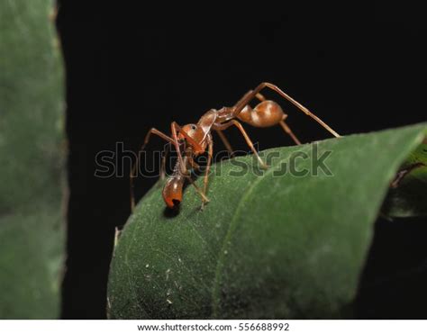 Myrmarachne Plataleoides Kerengga Antlike Jumper This Stock Photo