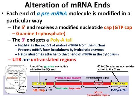 Chapter 14 Gene Expression From Gene To Protein