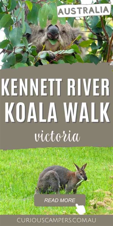 How To Enjoy The Kennett River Koala Walk