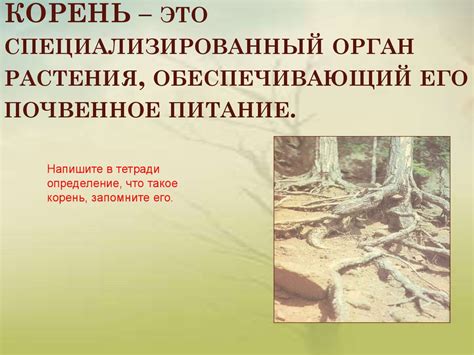 Корень. Биология - презентация онлайн