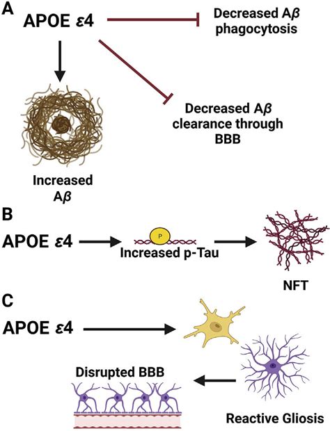 Apoe Effects On Ab Tau And Neuroinflammation A Apoe ε4 Increases