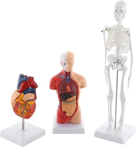 Lehrmodell Menschliches Anatomie Modell Set 3 Teilig Menschliches