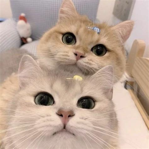 Two Cats Sitting Next To Each Other On Top Of A Table With One Looking