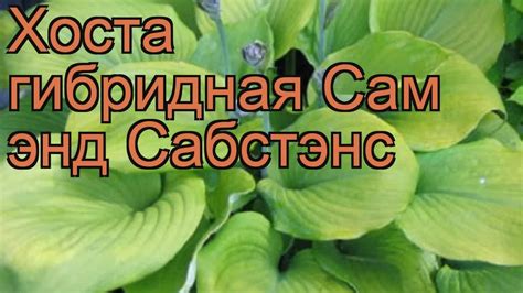 Хоста гибридная Сам энд Сабстэнс (hosta) 🌿 обзор: как сажать, рассада ...