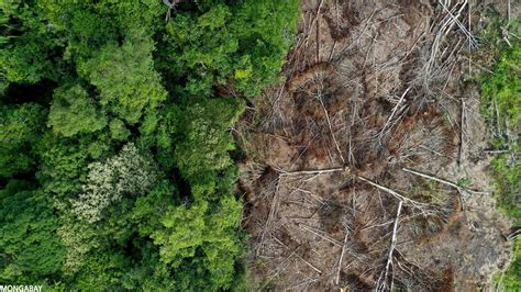 Global Forest Loss Increases In 2020 Though Pandemics Influence Is