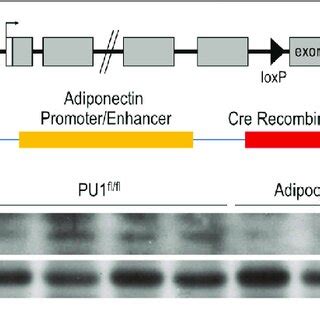 Generation Of Adipocyte Specific Pu Ko Mice A The Schematic