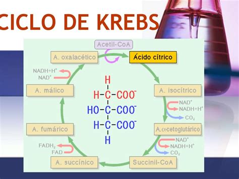 Ciclo De Krebs