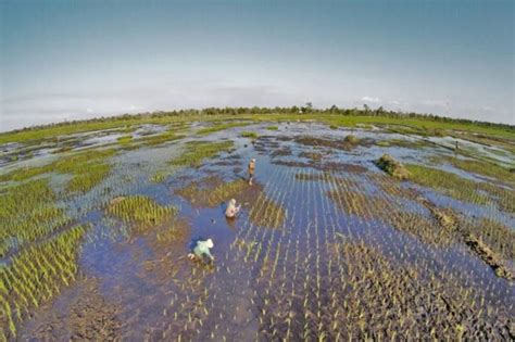 Sulap 10 Juta Hektare Rawa Jadi Lahan Pertanian Indonesia Mau Pakai