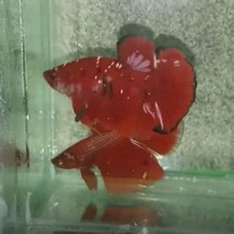 Jual Ikan Cupang Line RGG Red Gold Galaxy Rijekan RGG Shopee Indonesia