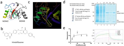 Biomolecules Free Full Text Hinokiflavone Inhibits Mdm2 Activity By