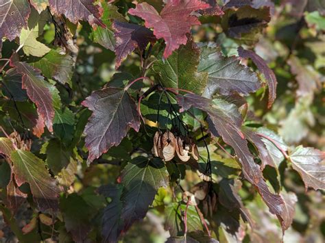 Amur Maple Tree Facts