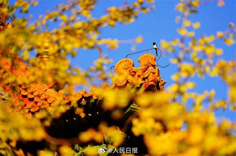 北风起 秋意浓 今日最低气温7℃ 注意添衣防感冒北京时间