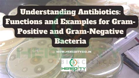 Understanding Antibiotics: Functions and Examples for Gram-Positive and Gram-Negative Bacteria ...