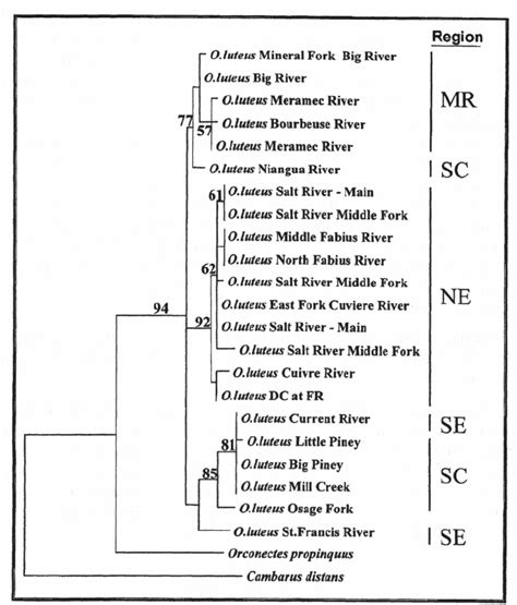 Maximum Likelihood Phylogram Generated From The MtDNA 16s RRNA