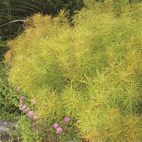 Amsonia Hubrichtii Van Berkum Nursery