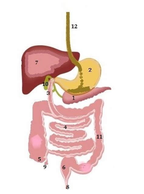 Spijsverteringsstelsel Tekenen De Organen Benoemen En De Werking Ervan
