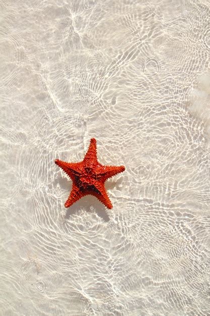 Premium Photo Starfish Orange In Wavy Shallow Water