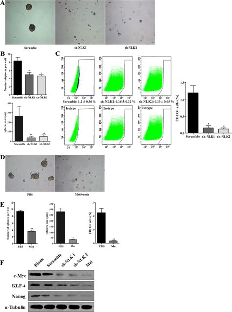 Nlk Functions To Maintain Proliferation And Stemness Of Nsclc And Is A