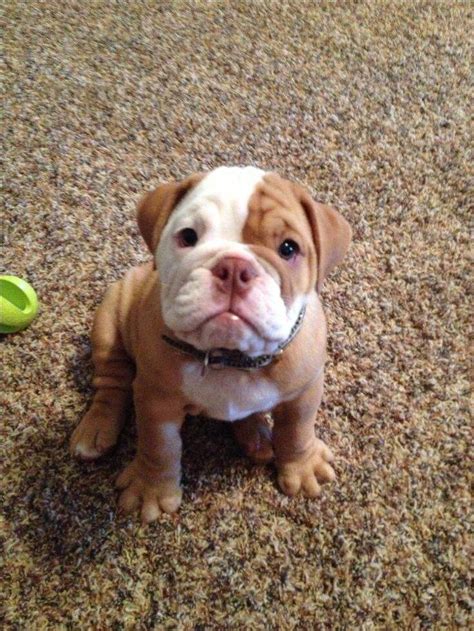 present olde english bulldog  english bulldog dogs amino