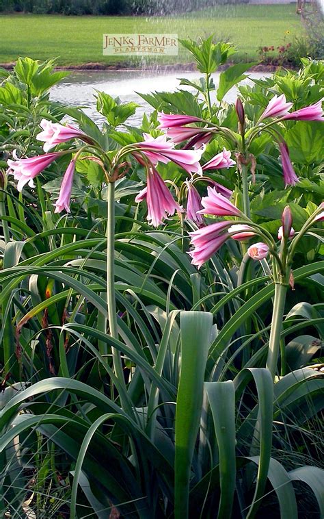 Crinum Lily