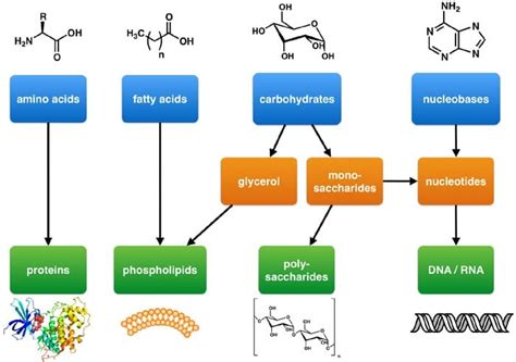 Building Blocks Of Lipids Structurefunctionexamples Of Lipids