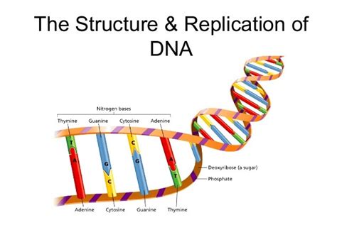 DNA Structure And Replication Diagram Quizlet