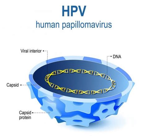 Human Papillomavirus Hpv Infection Structure Sexually Transmitted Dna