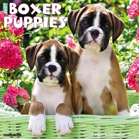 Teacup Boxer Puppies