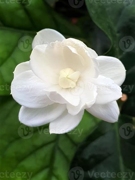 Flores Del Jazmin 7