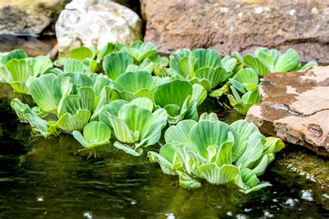 Растения для пруда для очистки воды - фото