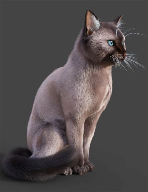 Siamese For Cat Mars D Models For Daz Studio And Poser