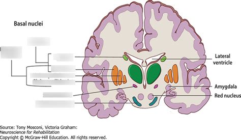 Basal Nuclei Image Diagram | Quizlet