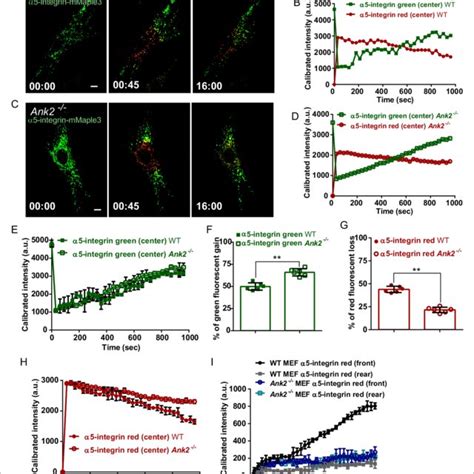 Ankb Is Required For Polarized Transport Of A Integrin Towards The