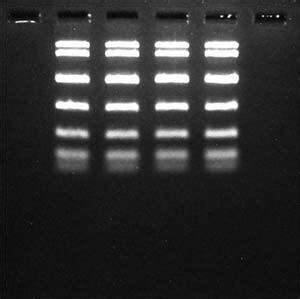 Fastgene Fas Bg Led Box Nippon Genetics Europe