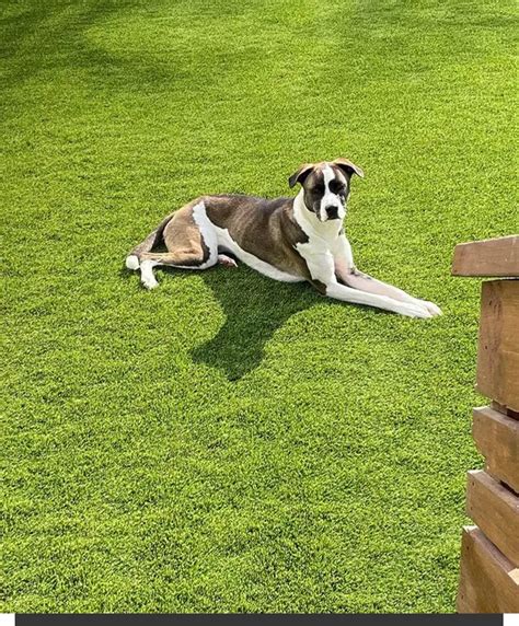 Pet Turf - Artificial Grass for Pets | Magnolia Turf