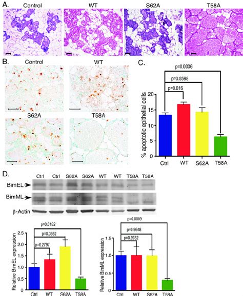 Inhibition Of Mammary Gland Involution And Apoptosis With C Myc T A