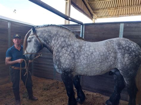 Expointer Cavalo Mais De Uma Tonelada Conquista O P Blico Da Feira