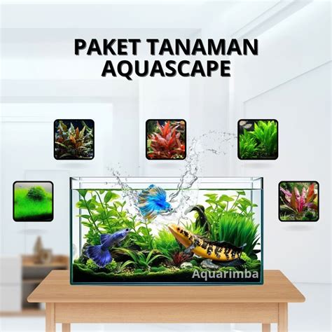 Jual Paket Dutch Style Tanaman Aquascape Tumbuhan Air Hidup Hiasan